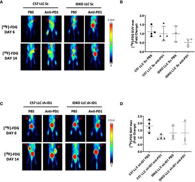 A novel [89Zr]-anti-PD-1-PET-CT to assess response to PD-1/PD-L1 blockade in lung cancer